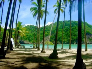 Una playa con palmeras y una vista despejada del océano.