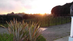 A vineyard with rows of grapevines and a metal gate. - Private Room with Attached Sun Room and Covered Deck (Aptos)