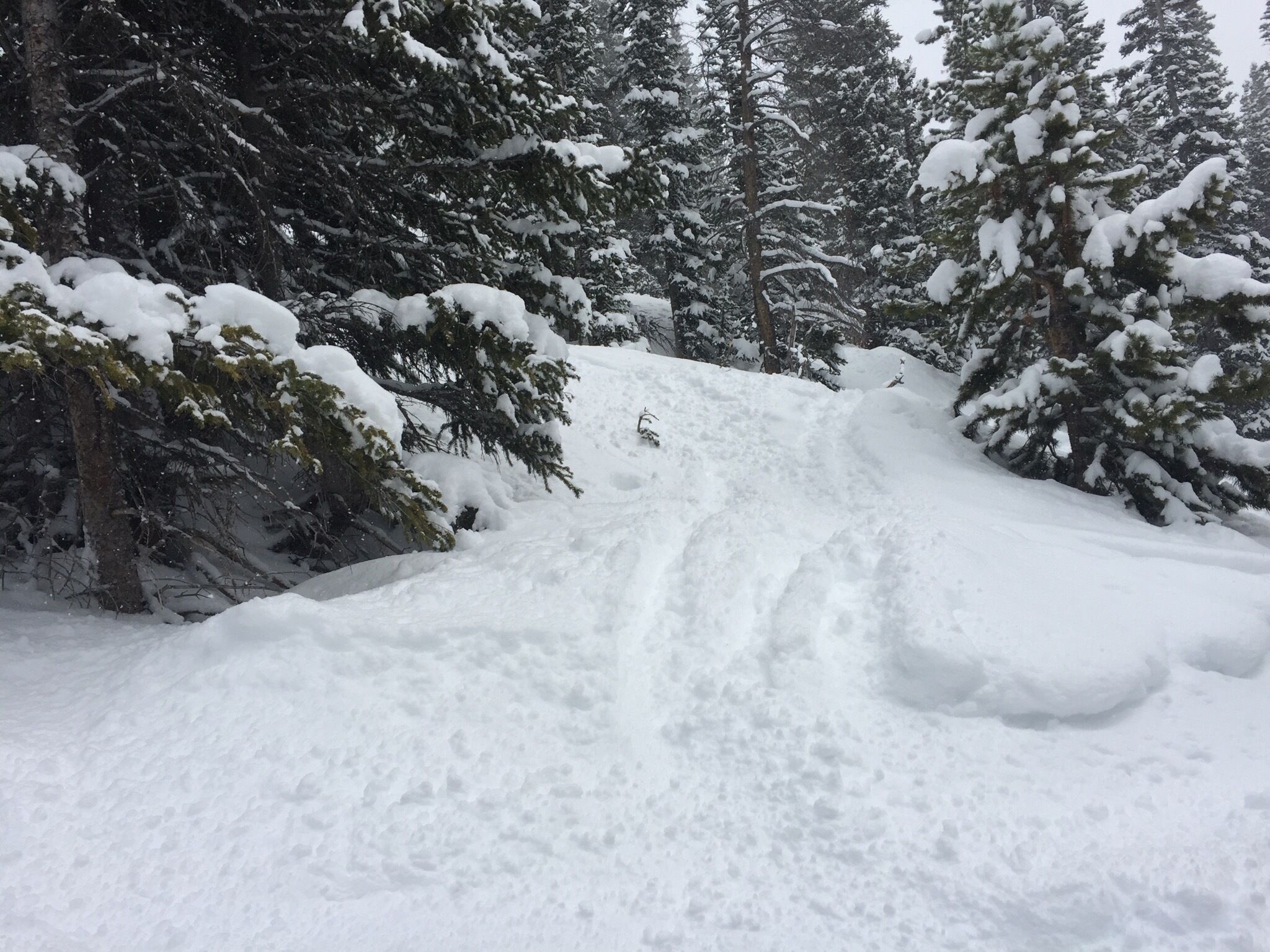 Ein verschneiter Waldpfad, gesäumt von dichten Nadelbäumen.
