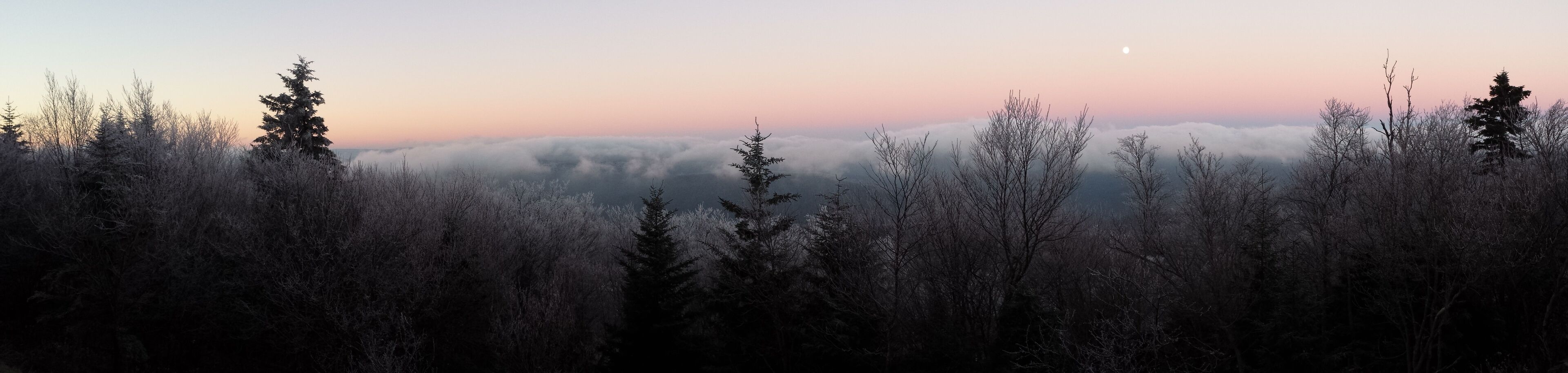 A forested landscape with a clear sky and a visible moon.