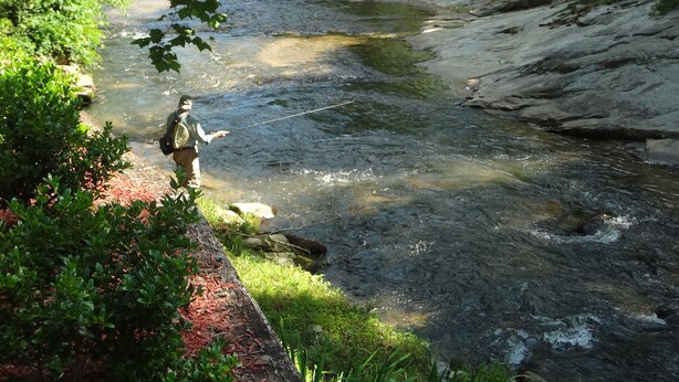 Una persona pescando en un arroyo cristalino rodeado de follaje.