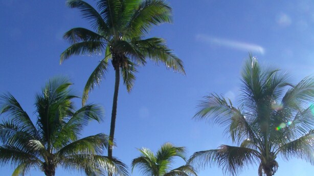 A beach with palm trees and a lifeguard tower. - Studio, Steps to Beach/Broadwalk Pool and Free Parking. Beach Terrace Building (Hollywood)