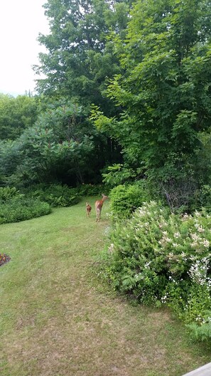 A grassy area with dense foliage and trees.
