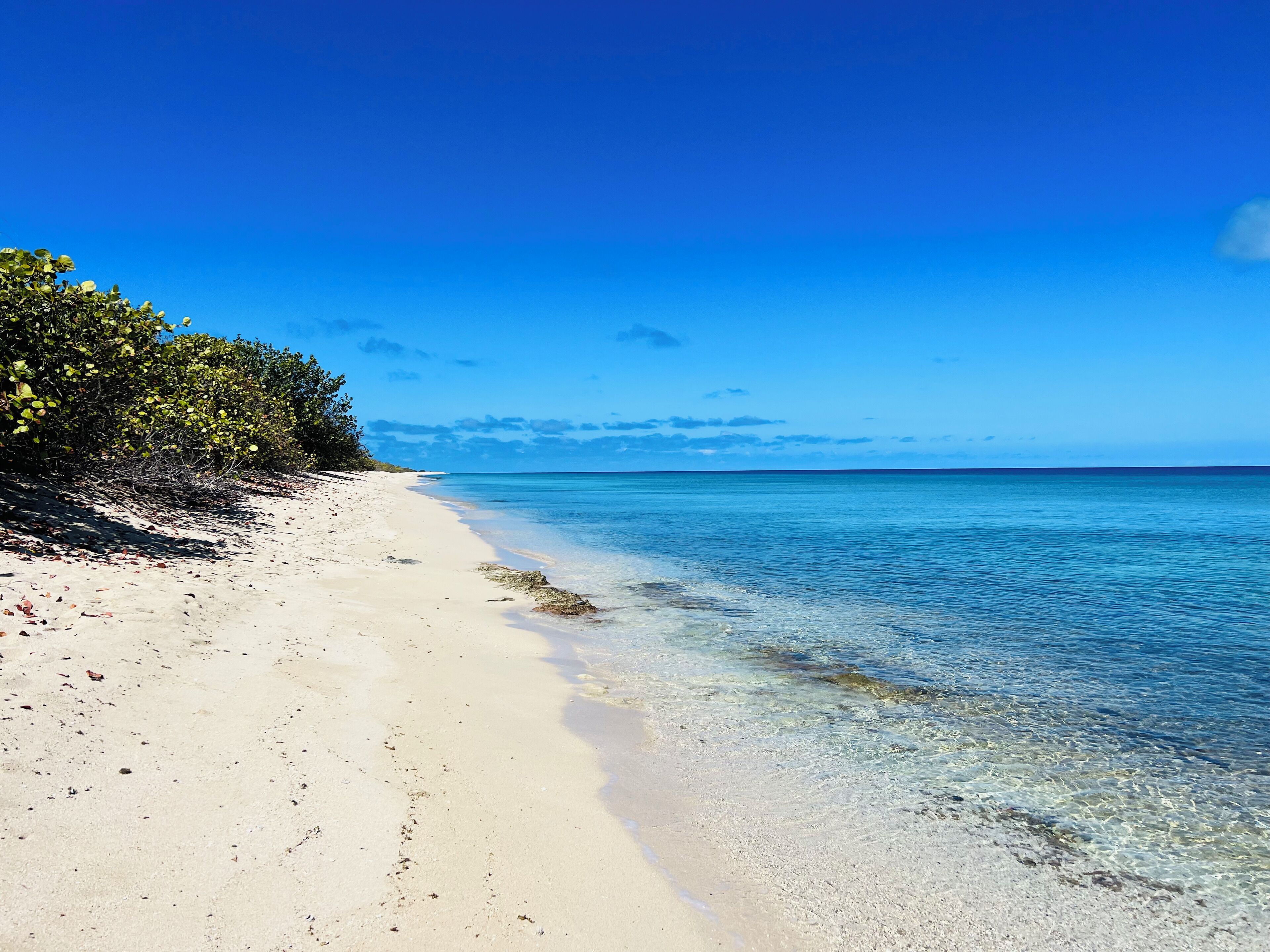 A beach with clear water, sandy shore, and dense vegetation.