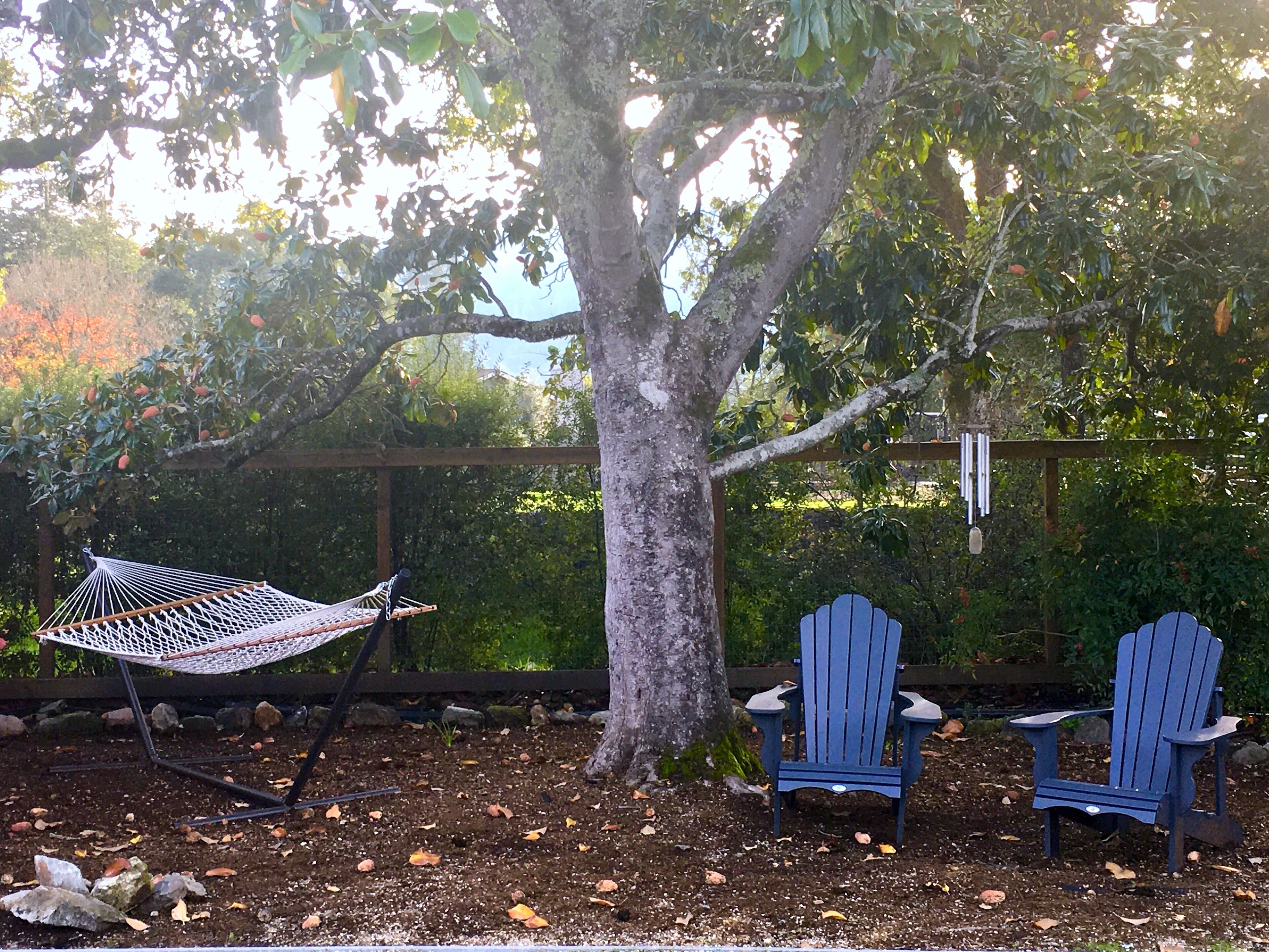 Relax under a huge magnolia tree