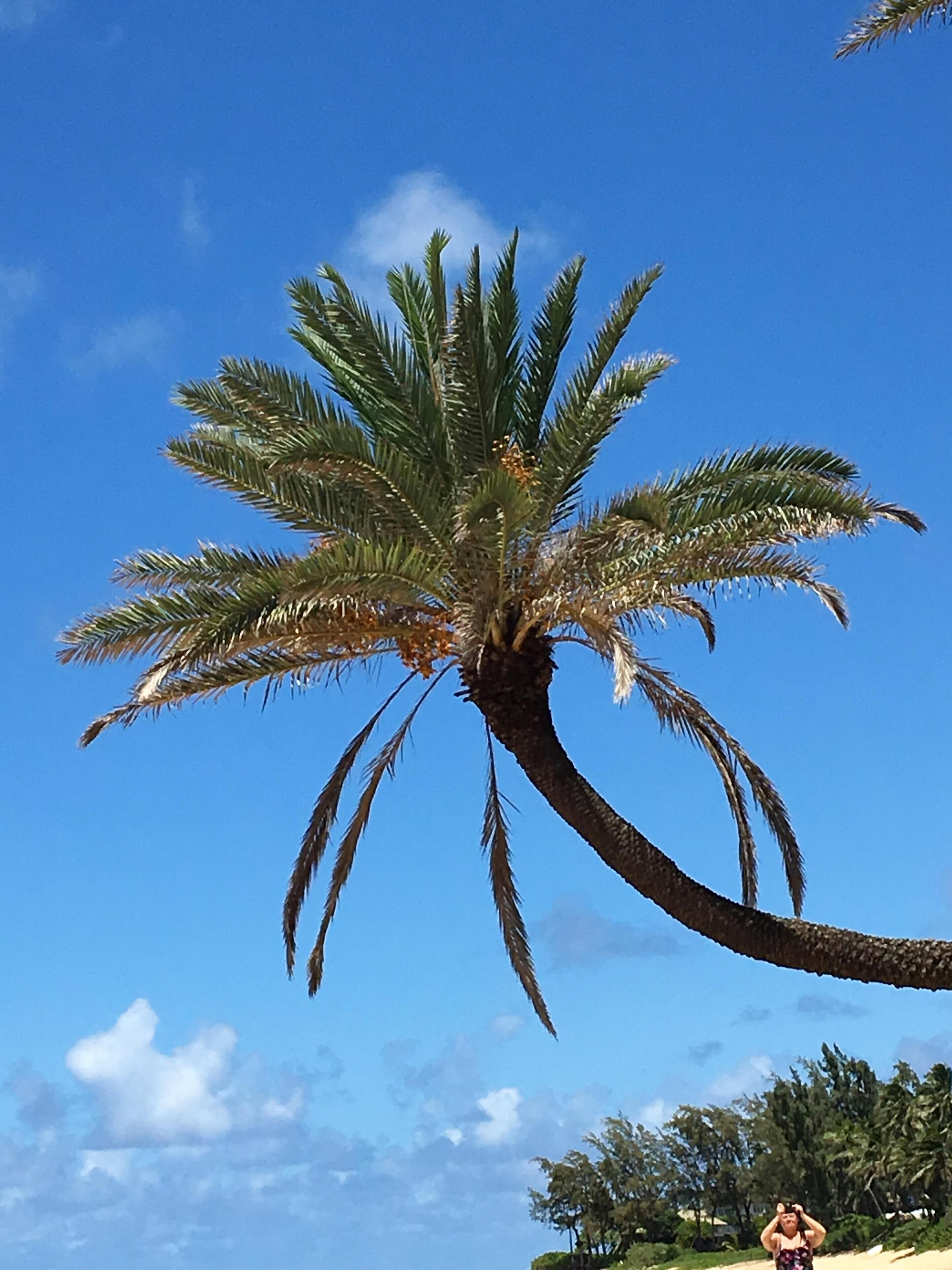 A palm tree with a curved trunk and a dense cluster of green leaves against a clear blue sky.