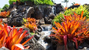 A natural rock formation with a small waterfall and tropical plants.