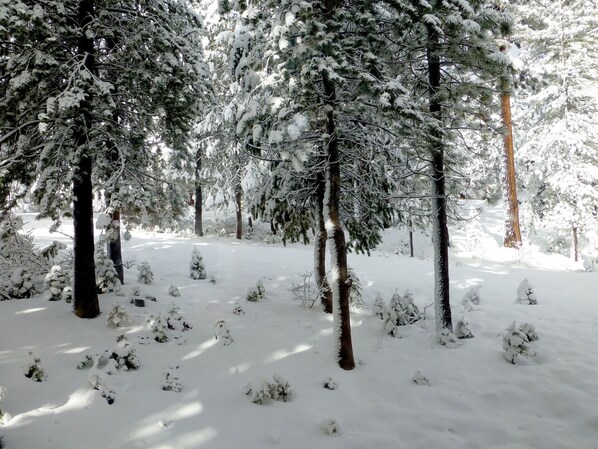 Un paisaje nevado de bosque con árboles densos y suelo cubierto de nieve.