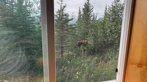 A window with a view of a forested area and a deer.