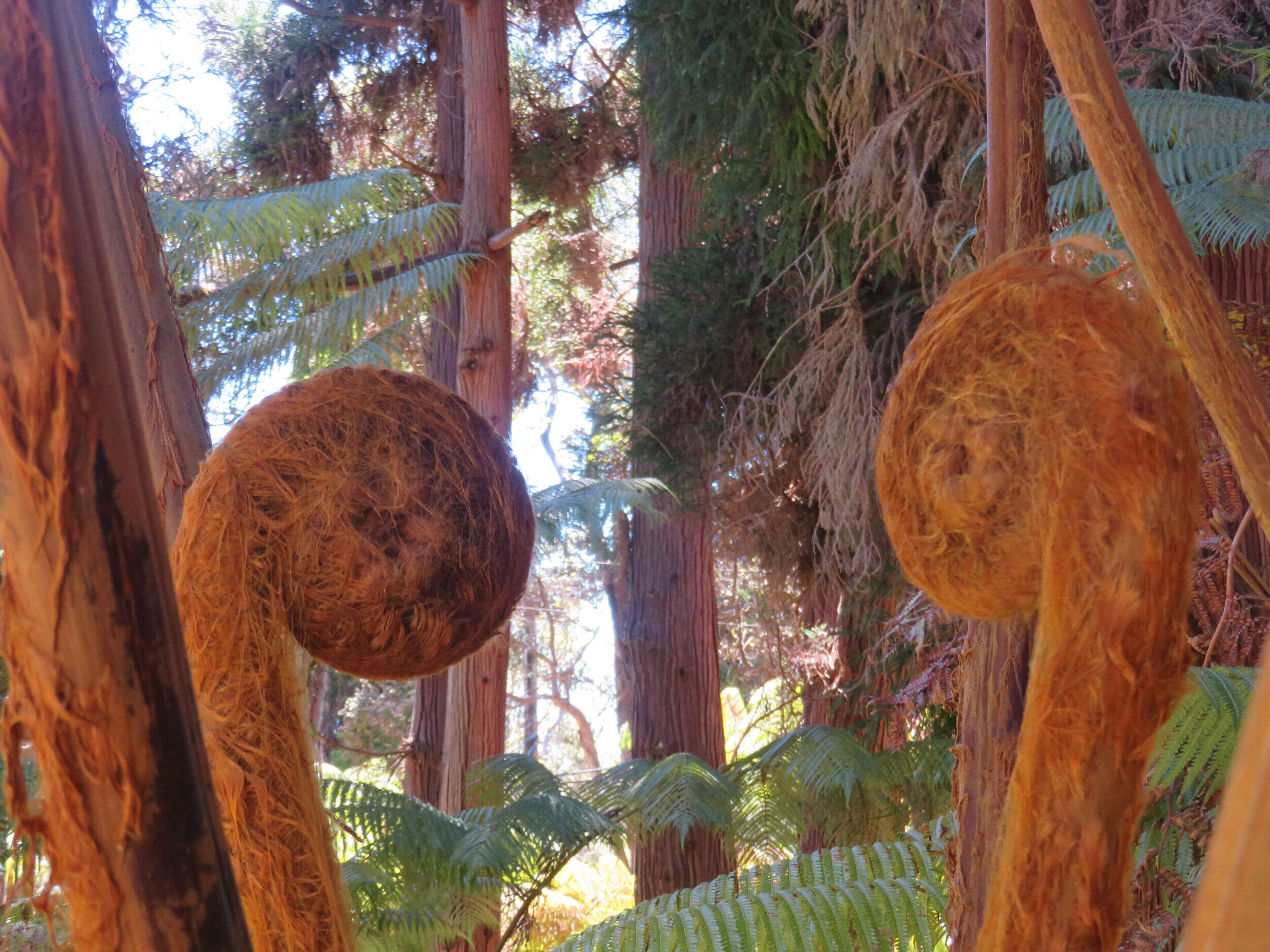 A dense forest with tall trees and ferns.
