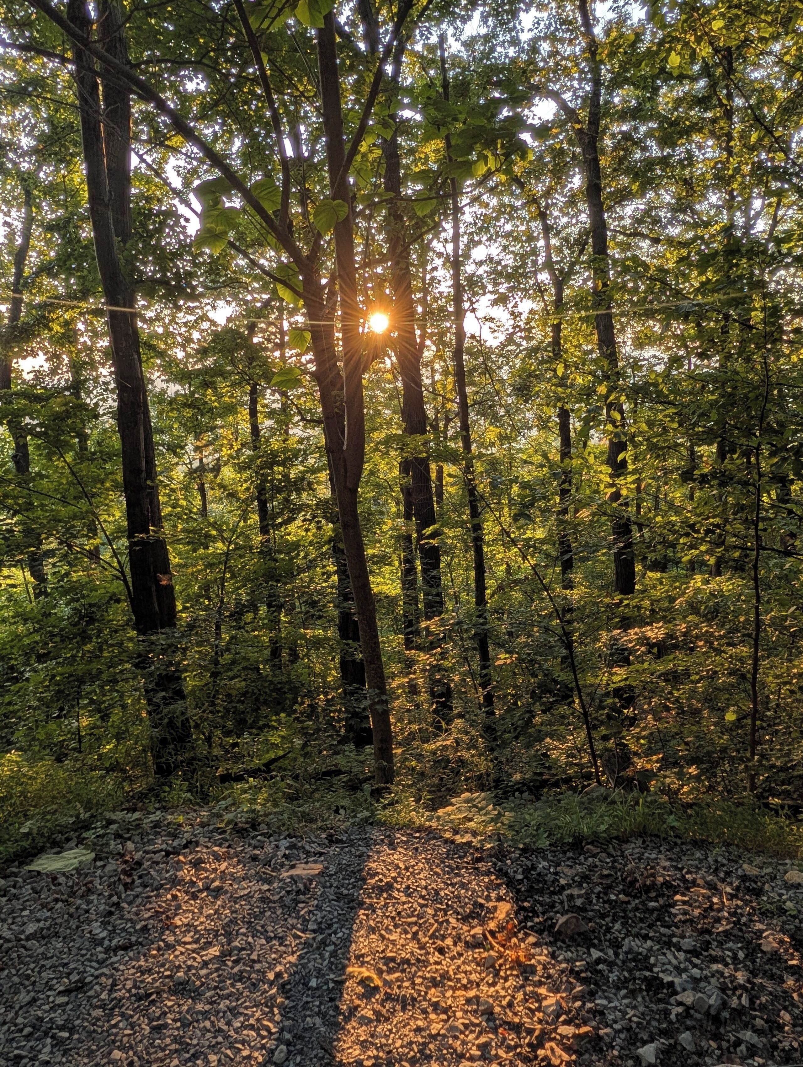 Un bosque con un camino de grava.