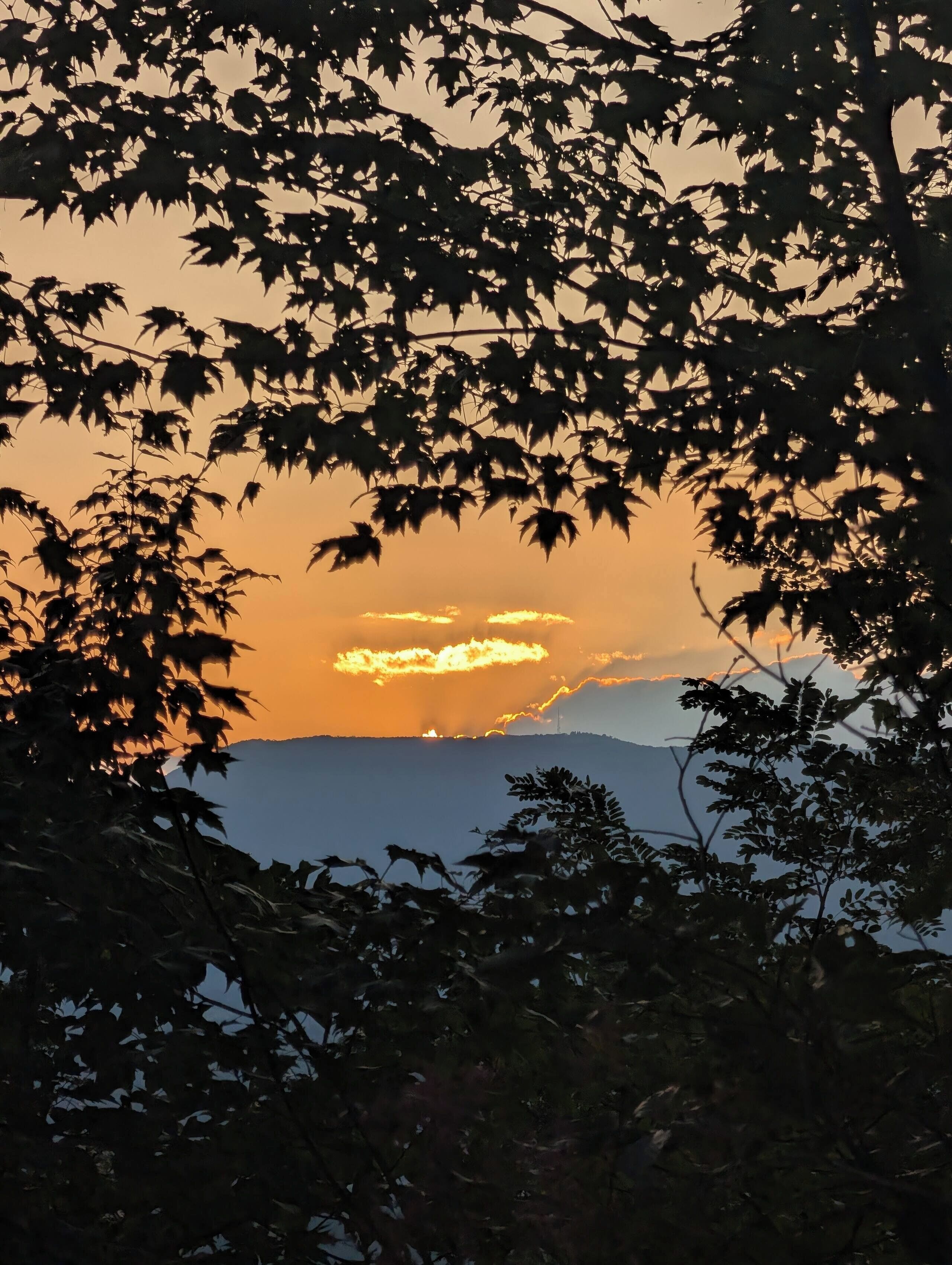 Une vue sur le coucher de soleil encadrée par les branches d’un arbre.