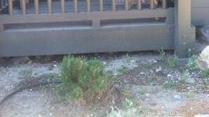 Un porche con baranda de metal, un perro sentado en los escalones y una pequeña planta verde al frente.