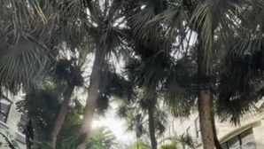 A pathway flanked by lush greenery and tall palm trees, leading towards a building with large windows.