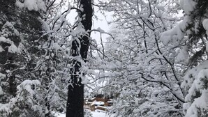 A snowy forest scene with dense trees and a wooden fence in the background. - Indian Heaven Treehouse-Nightly Shooting Stars, Miles of Balconies & Rock Views  (Idyllwild)