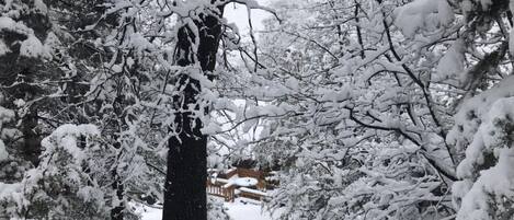A snowy forest scene with dense trees and a wooden fence in the background.