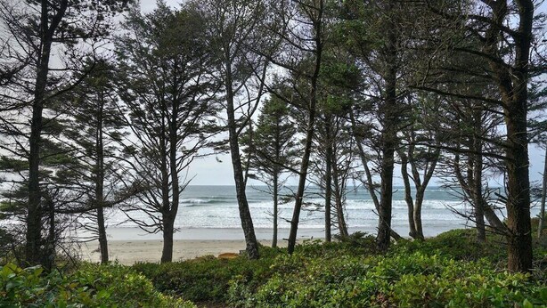 A coastal path surrounded by dense trees leading to a beach.