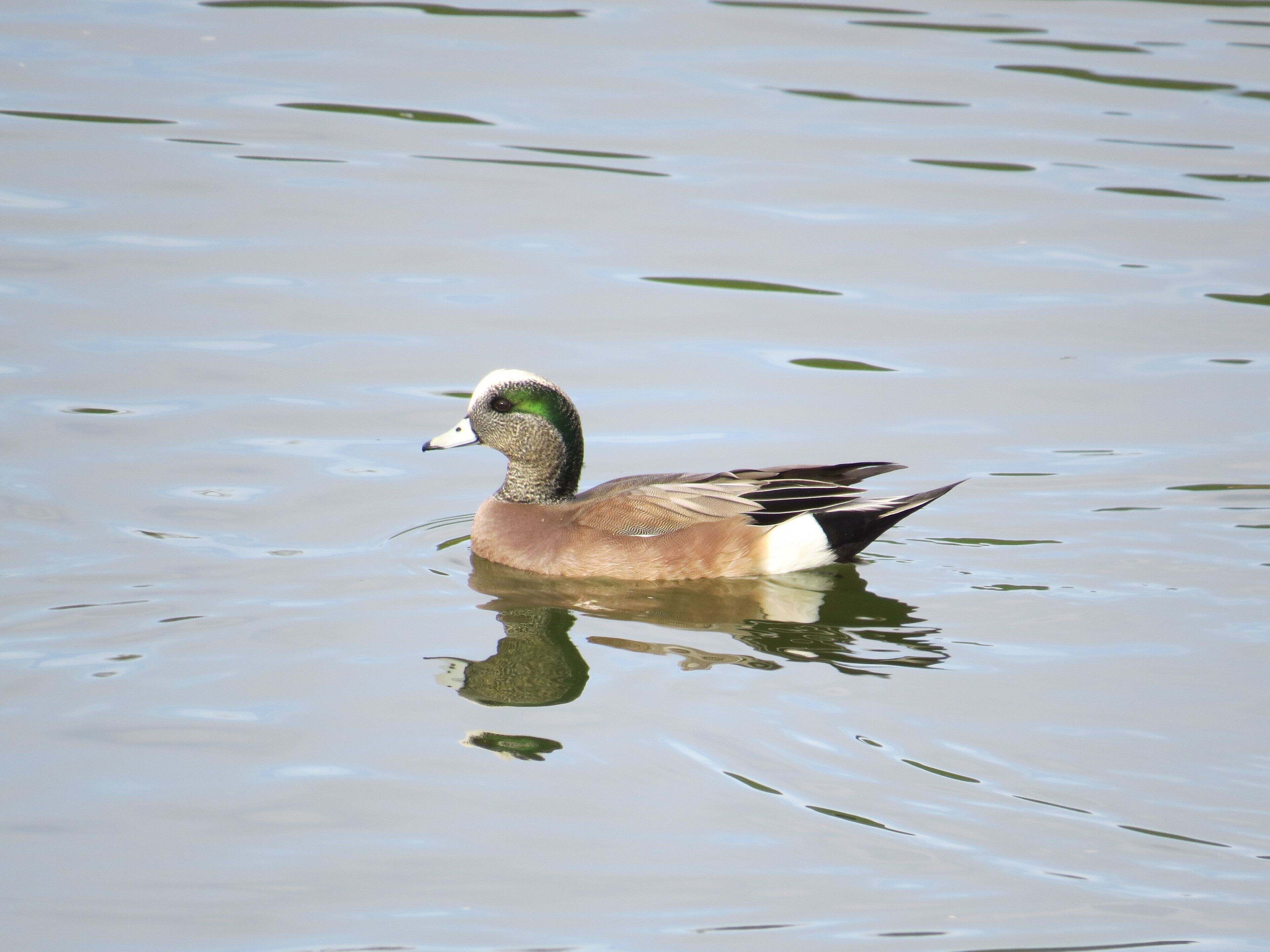 Un canard nage dans une eau calme.