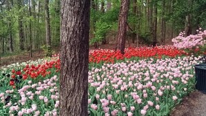 Un área boscosa con hileras de tulipanes rosados y rojos.