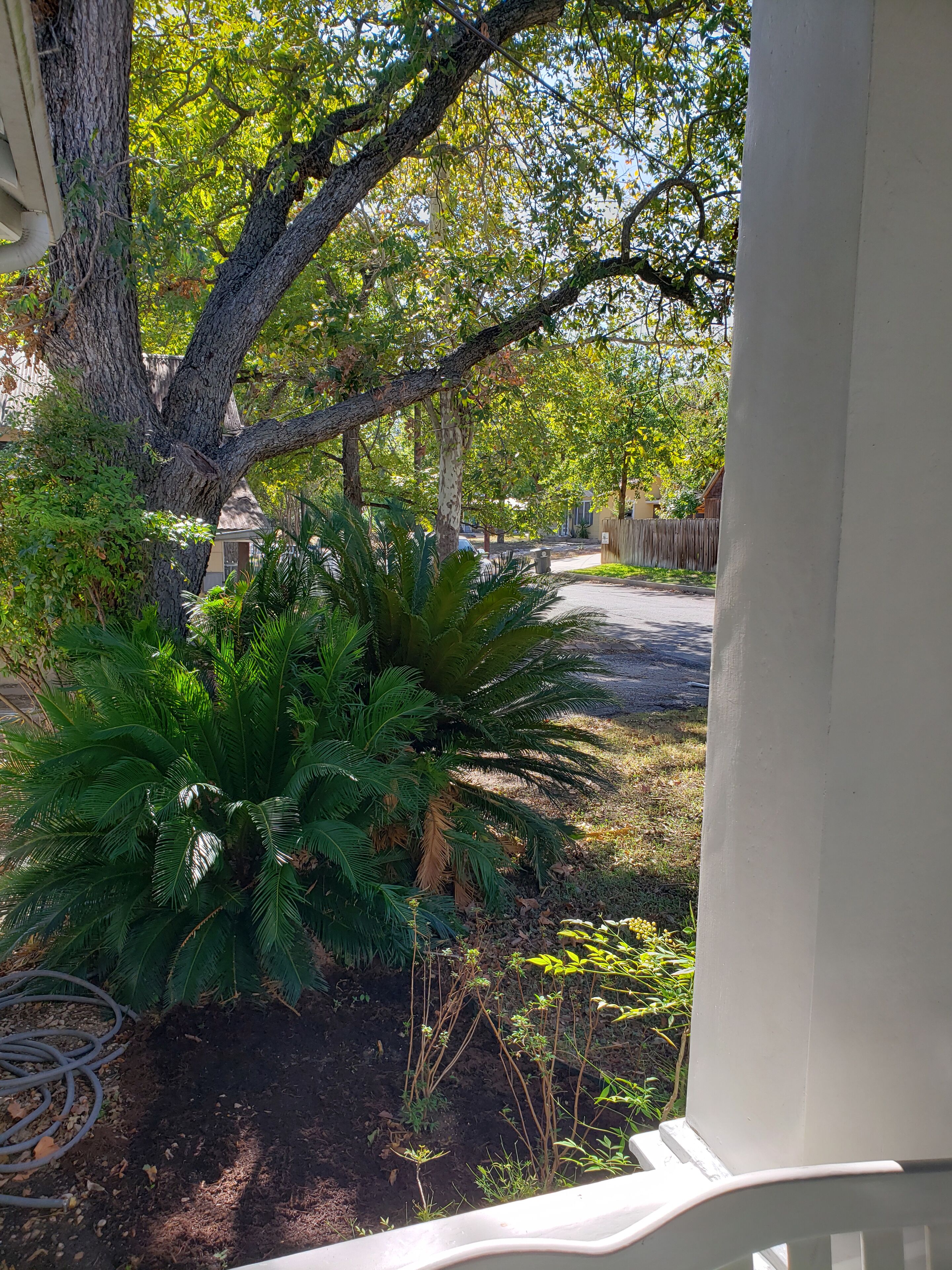 A residential area with a large tree, a white building, and a driveway.