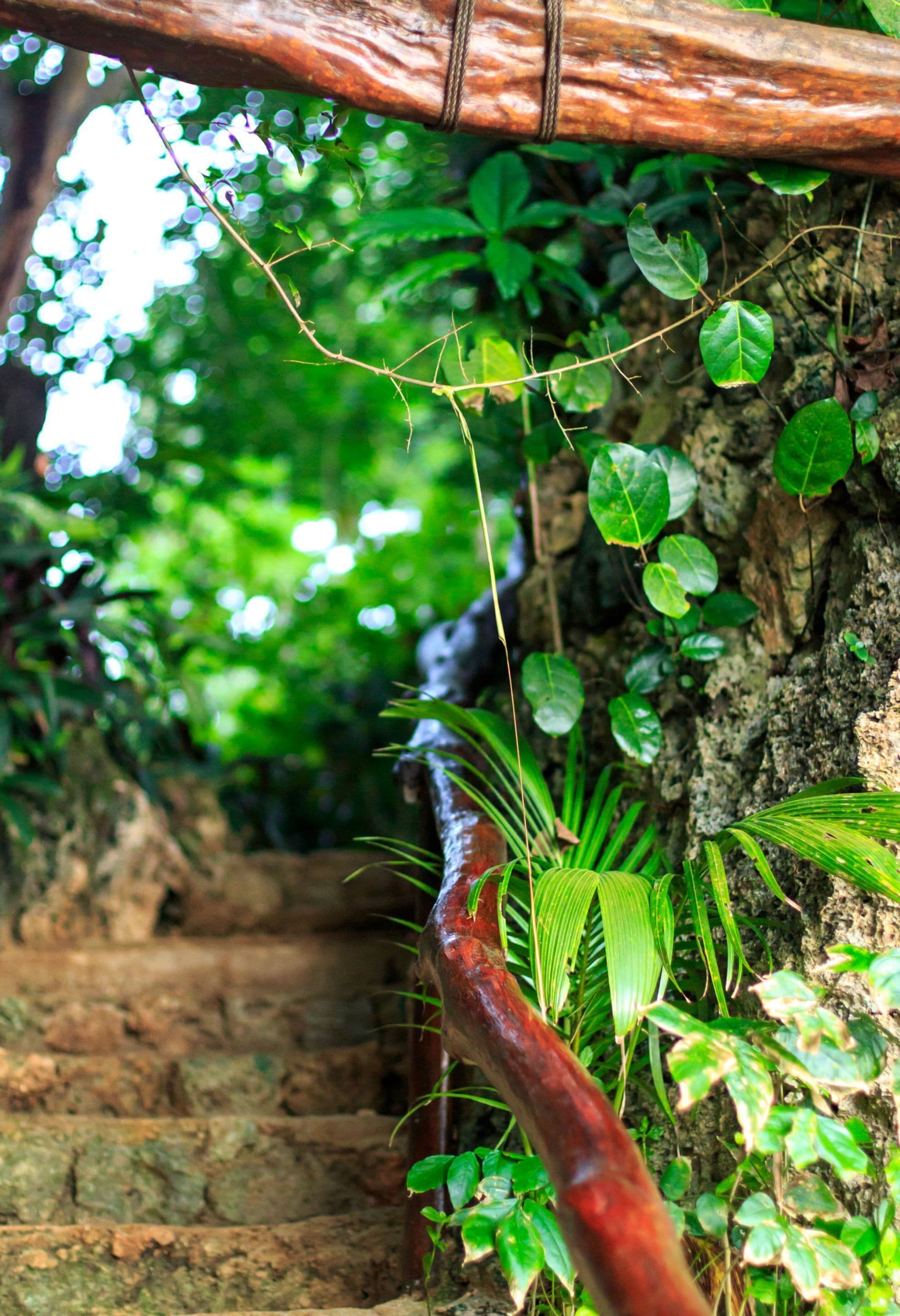 A stone staircase surrounded by lush greenery and a vine.