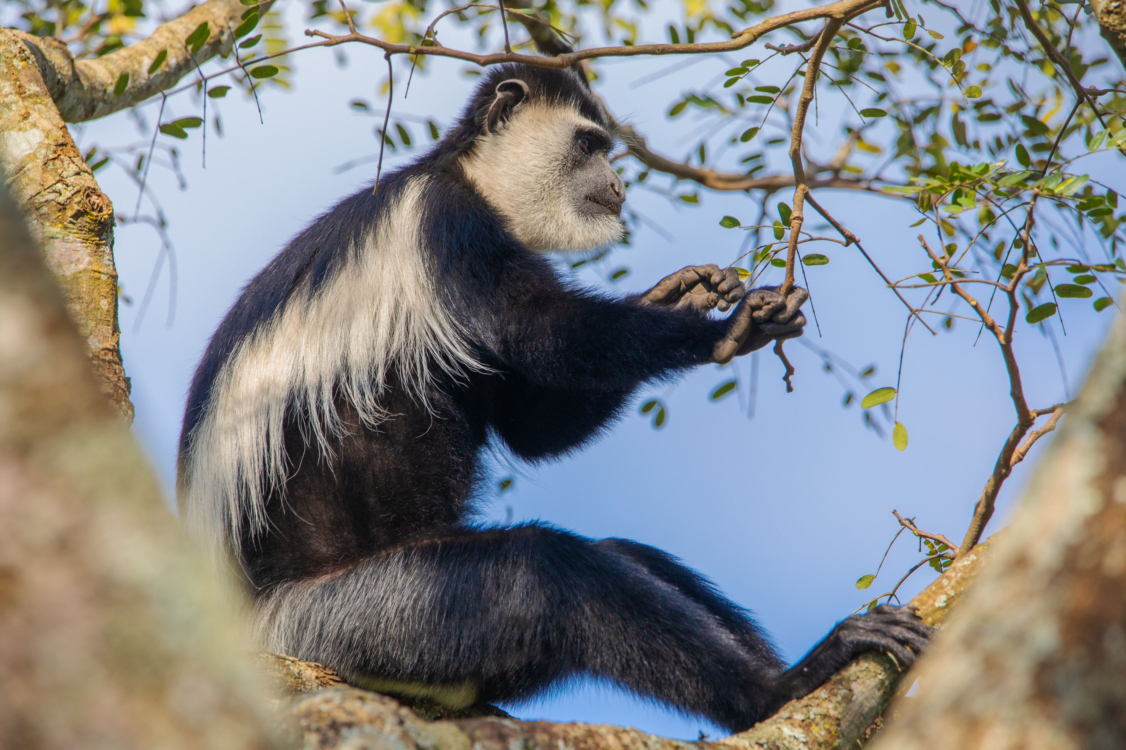 Un singe est assis sur une branche d’arbre.