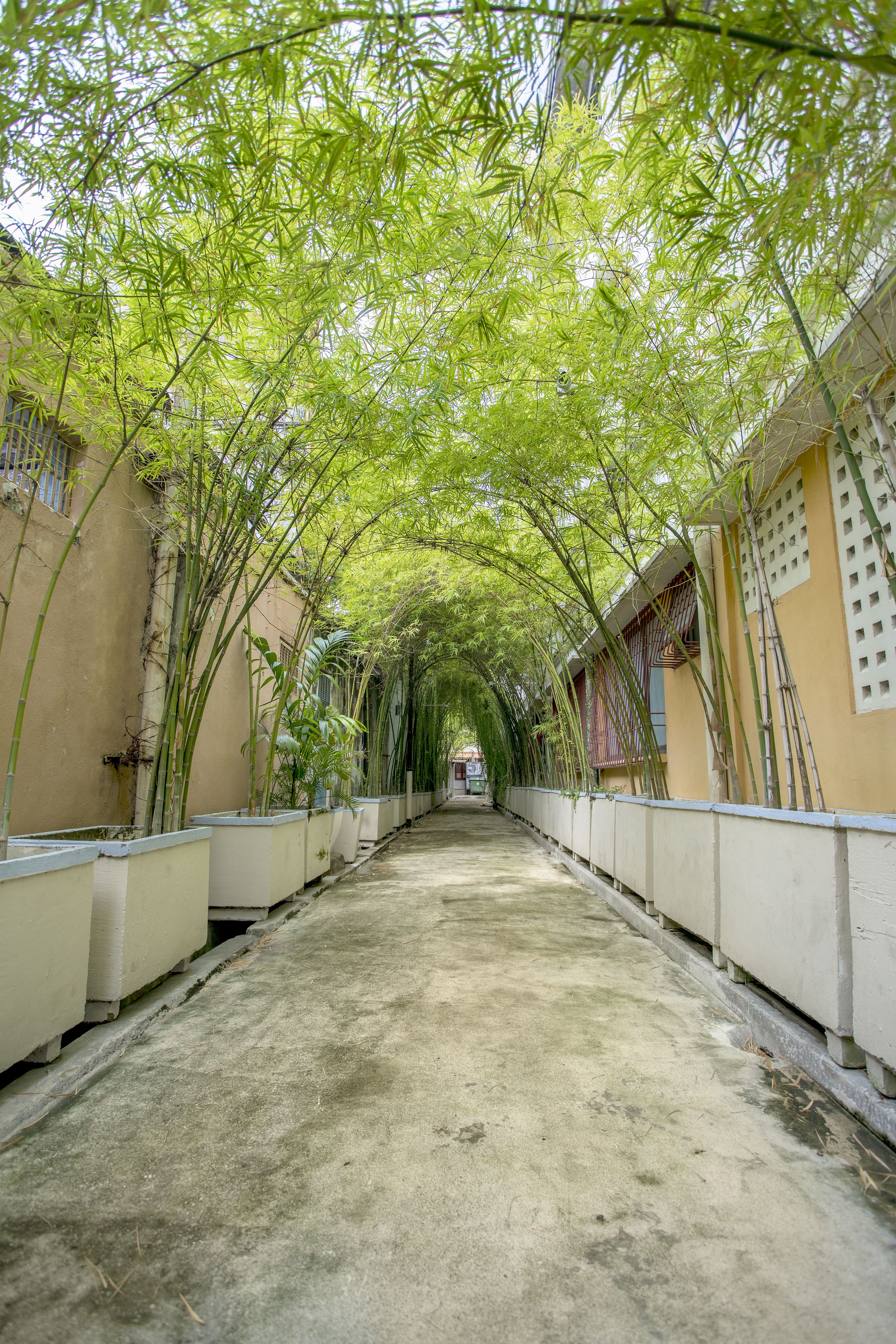 A corridor lined with bamboo plants, leading to a building with a beige facade and white railings.