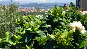 Un balcón con abundante vegetación verde y flores blancas, con vistas a un paisaje urbano y montañas al fondo.