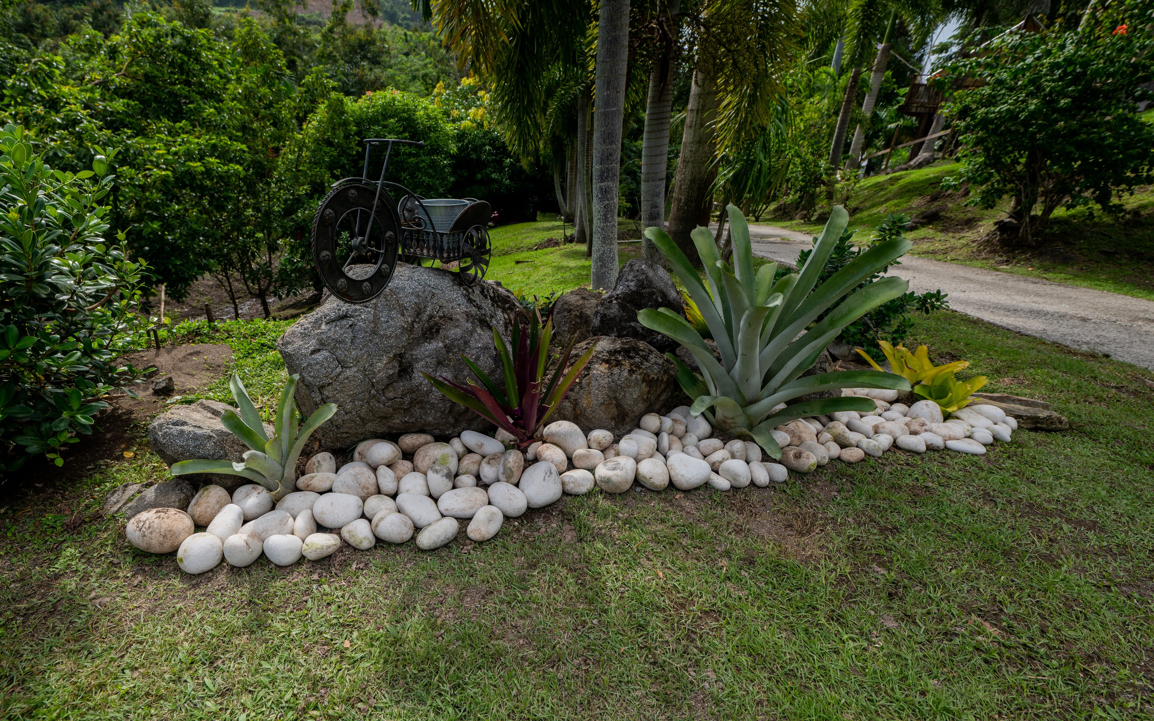 Un jardín con rocas, plantas y una bicicleta.