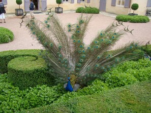 Un pavo real en un jardín con setos cuidados y un edificio al fondo.