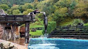 Eine Person füttert einen Delfin von einer hölzernen Plattform über einem Becken.