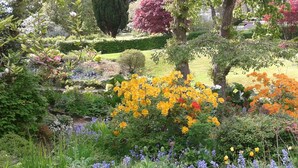 Een tuin met verschillende planten en bloemen, waaronder gele en paarse bloemen.