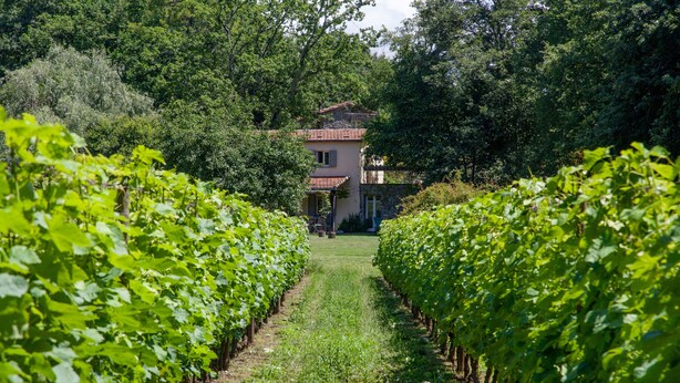 Un sentier traversant un vignoble et menant à une maison entourée d’une végétation luxuriante.