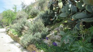 A garden with various plants and a stone wall. - Without Seeing Sicily It Is Impossible To Understand Italy, Sicily Is The Key To Evrything (Lido di Noto)