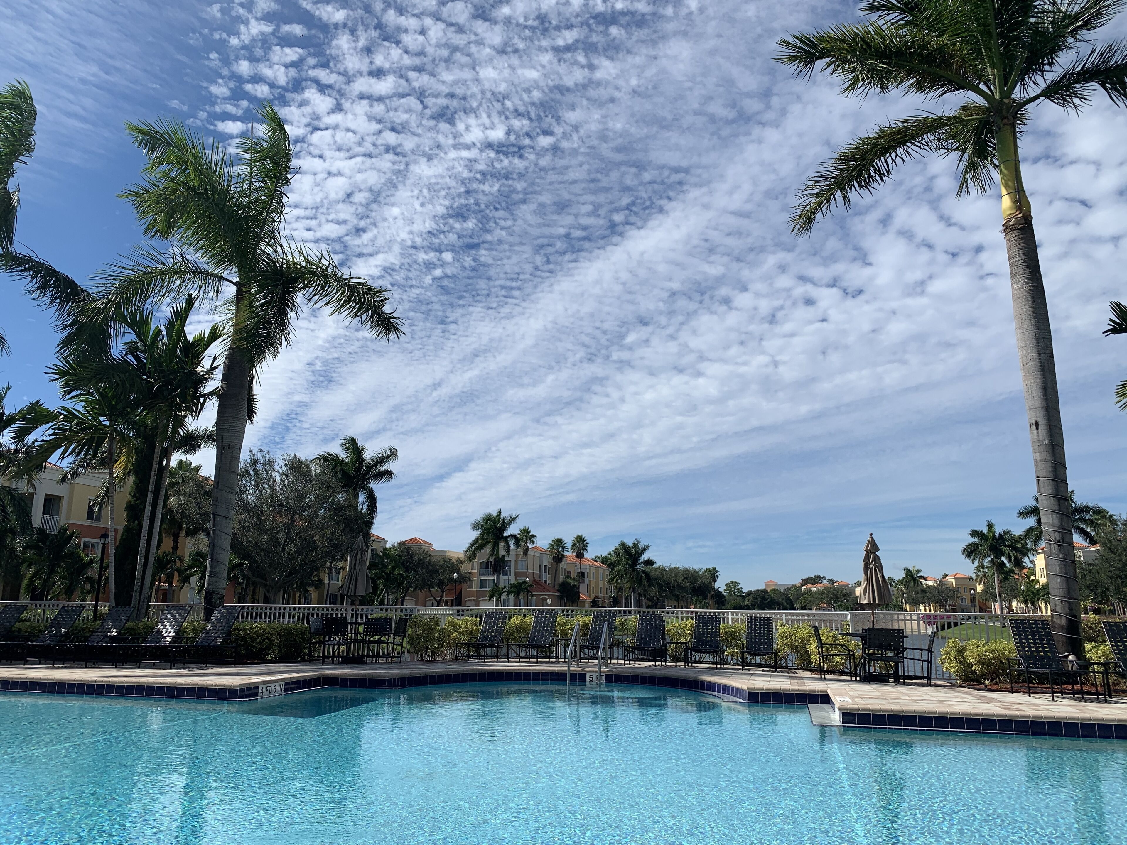 A swimming pool with lounge chairs and palm trees.