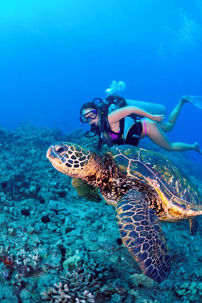 A diver with a sea turtle in a clear underwater environment.