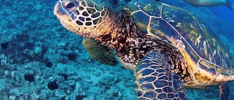 A diver with a sea turtle in a clear underwater environment.