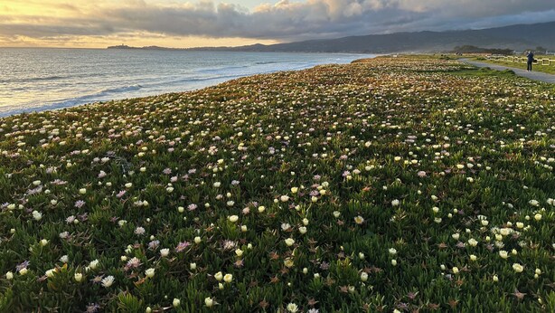 A coastal area with a field of flowers and a path leading to a body of water. - Coastal Comfort with Short Walk to Bluffs and Beach (Half Moon Bay)