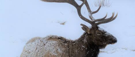 An elk with large antlers resting in a snowy field.