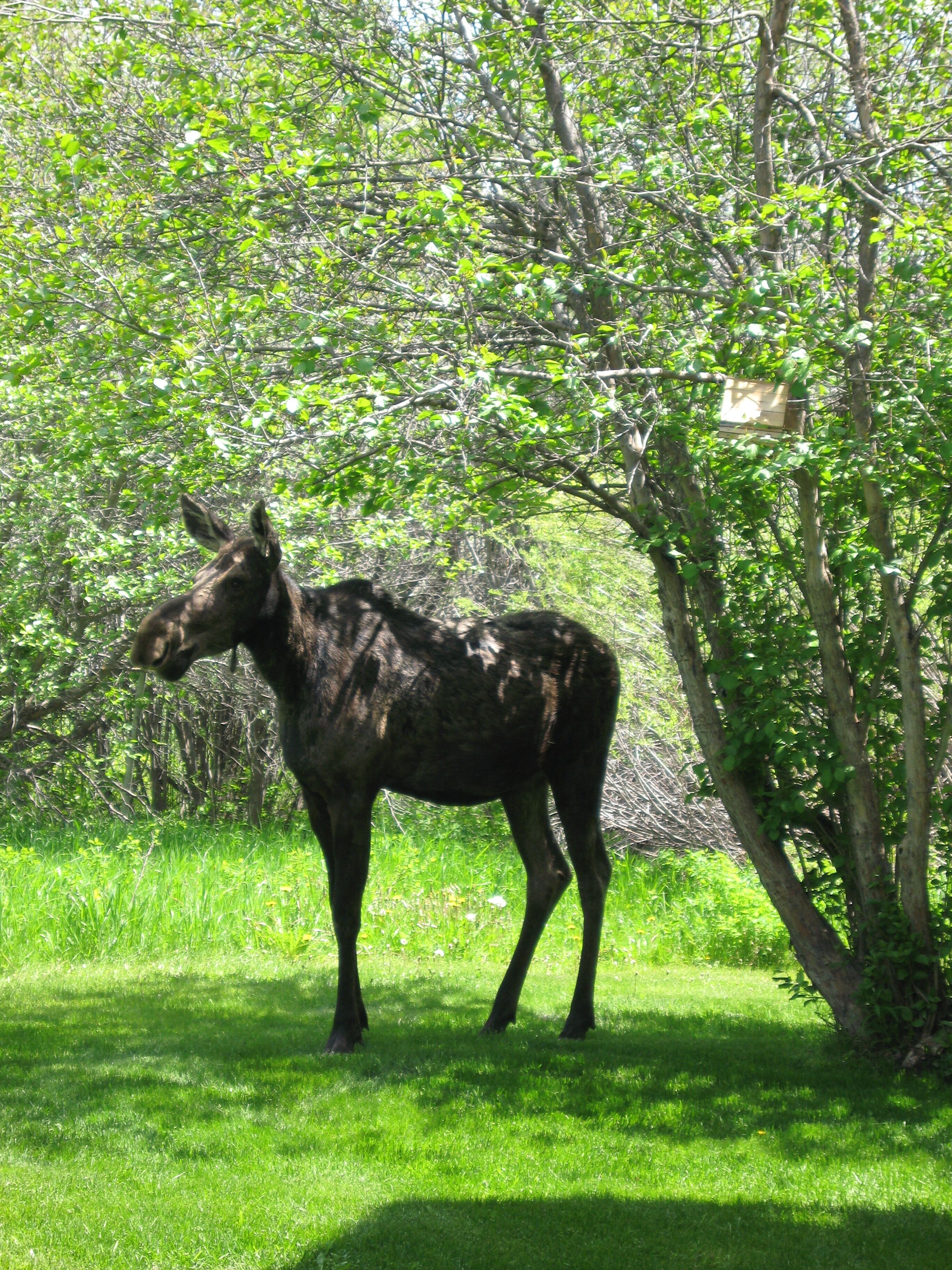 A moose standing in a grassy area with trees in the background.