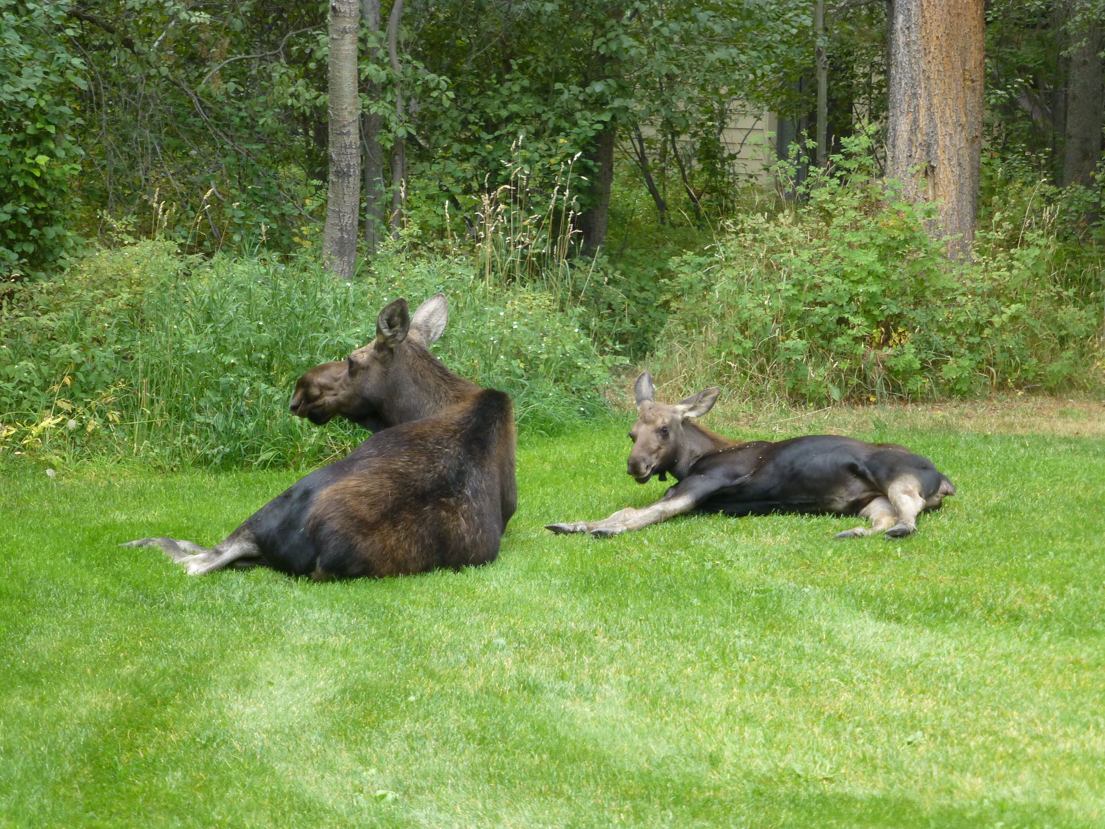 Zwei Elche ruhen sich in einer grasbewachsenen Fläche aus, im Hintergrund dichtes Grün.