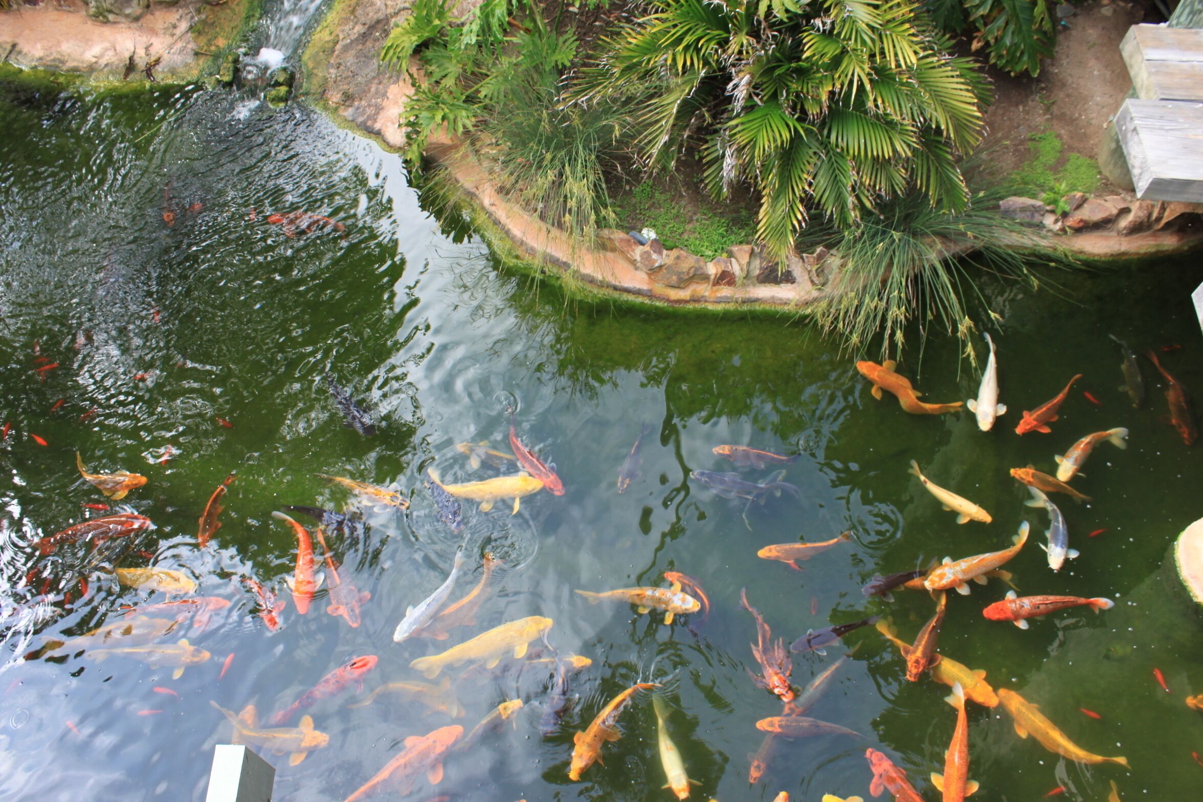 Um lago com carpas e diversas peixes, cercado por vegetação e uma pequena cascata.