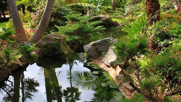 Un giardino tranquillo con uno stagno, vegetazione rigogliosa e palme.