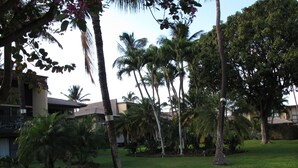 A grassy area with palm trees and a building with a flat roof.