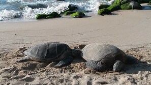 On the beach, sun-loungers, beach towels