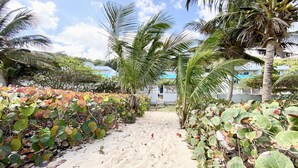 Un sendero bordeado de palmeras y follaje tropical que conduce a un edificio con cerca blanca y techo azul.
