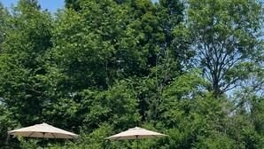 Uma piscina com espreguiçadeiras e guarda-sóis, rodeada por vegetação.