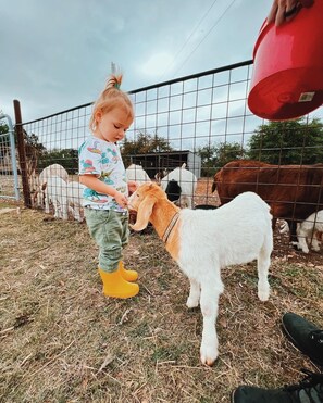 Pet-friendly - 5 BR family ranch home, near Fossil Rim, hiking, farm animals and COWBOY POOL (Glen Rose)