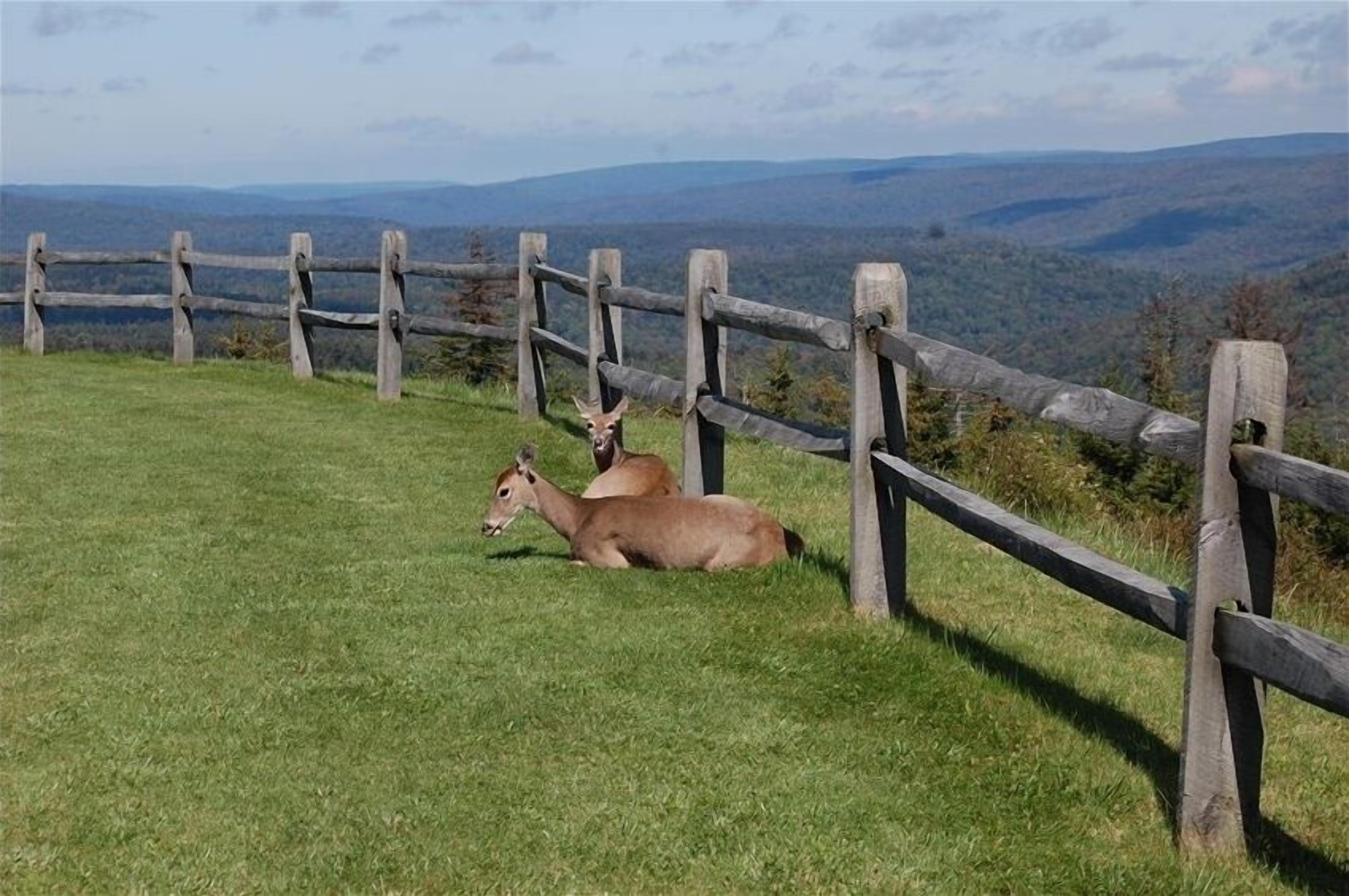 A deer resting near a wooden fence with a scenic view of distant mountains.