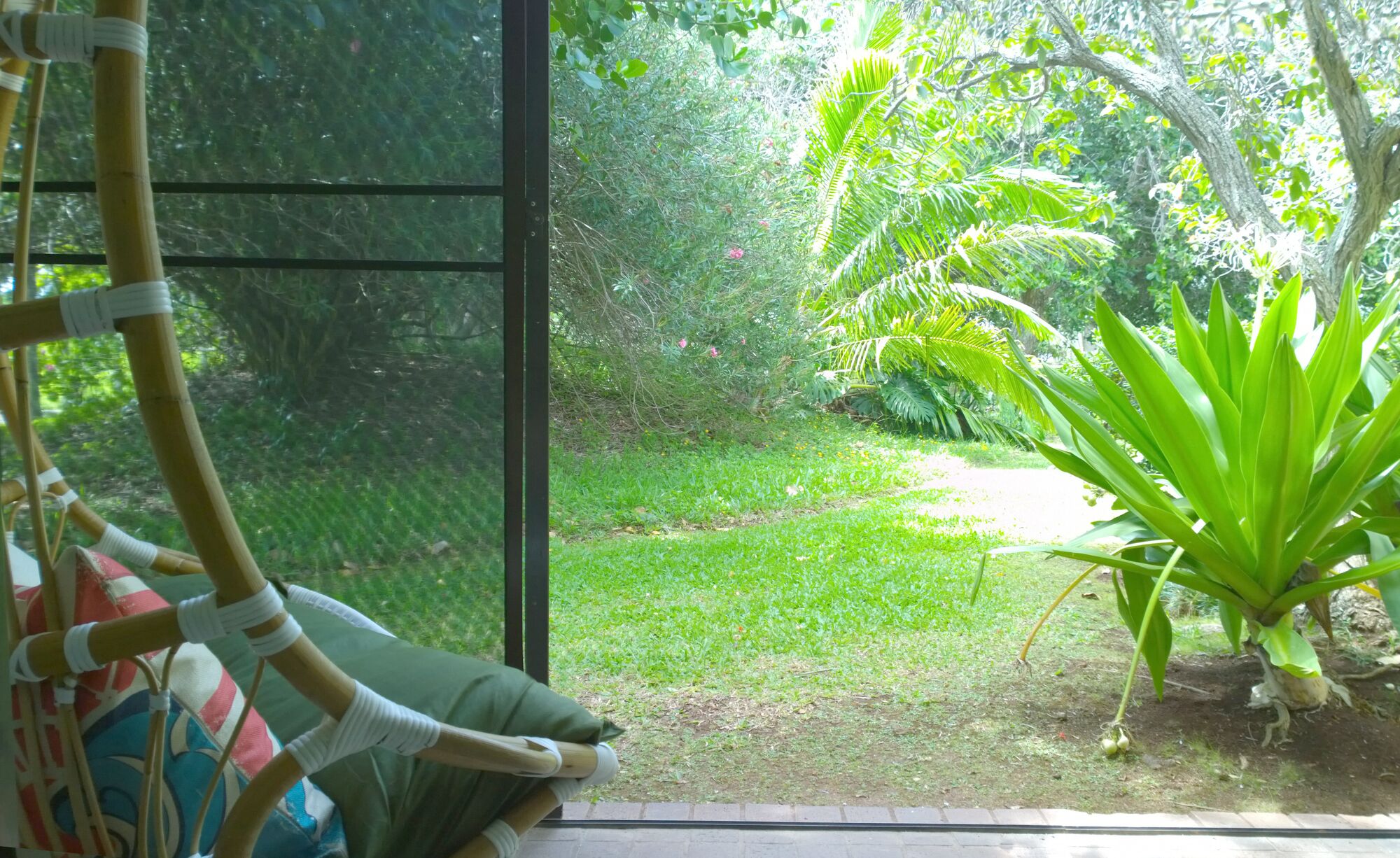 A view through a window of a room with a hanging chair and a potted plant.